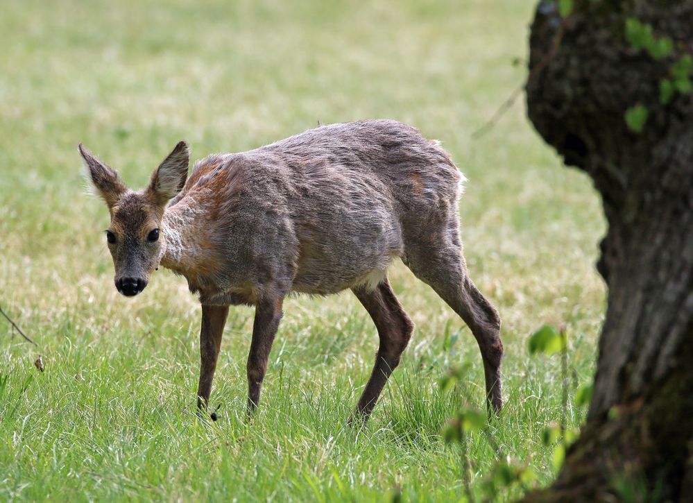 Tierische Bewohner des Nymphenburger Schlossparks