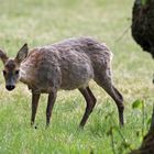 Tierische Bewohner des Nymphenburger Schlossparks