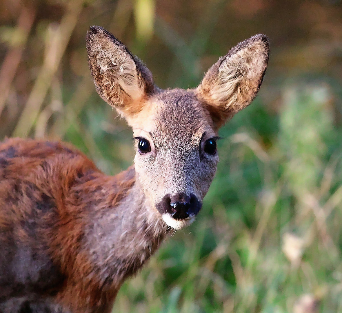 Tierische Bewohner des Nymphenburger Schlossparks