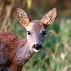 Tierische Bewohner des Nymphenburger Schlossparks