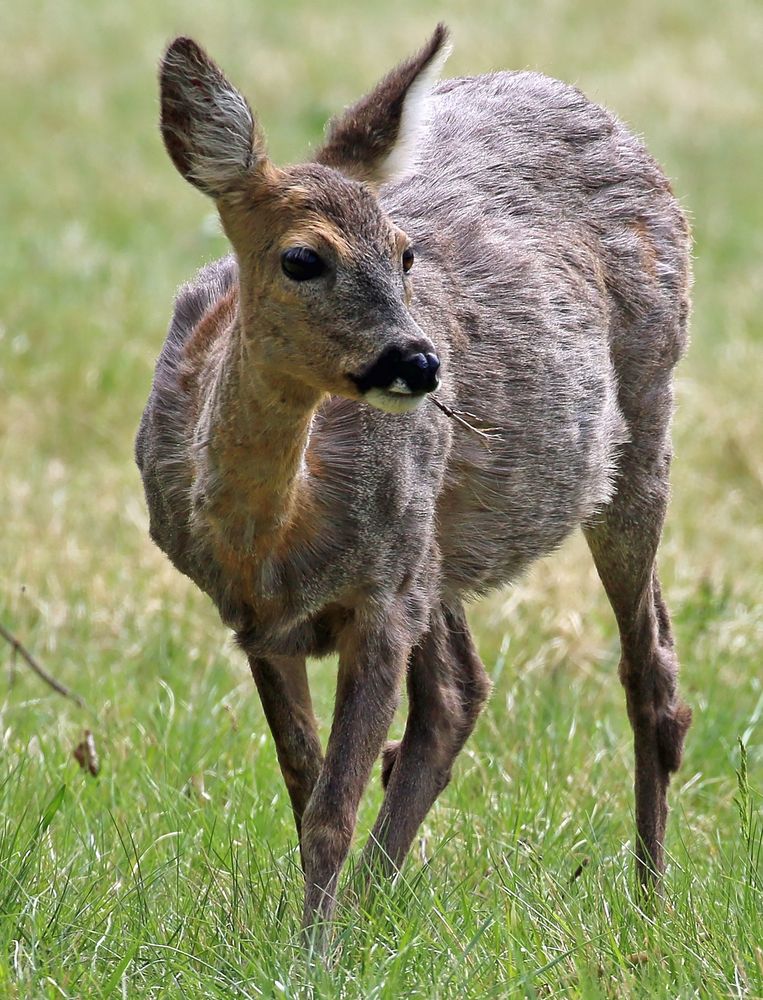 Tierische Bewohner des Nymphenburger Schlossparks