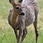 Tierische Bewohner des Nymphenburger Schlossparks