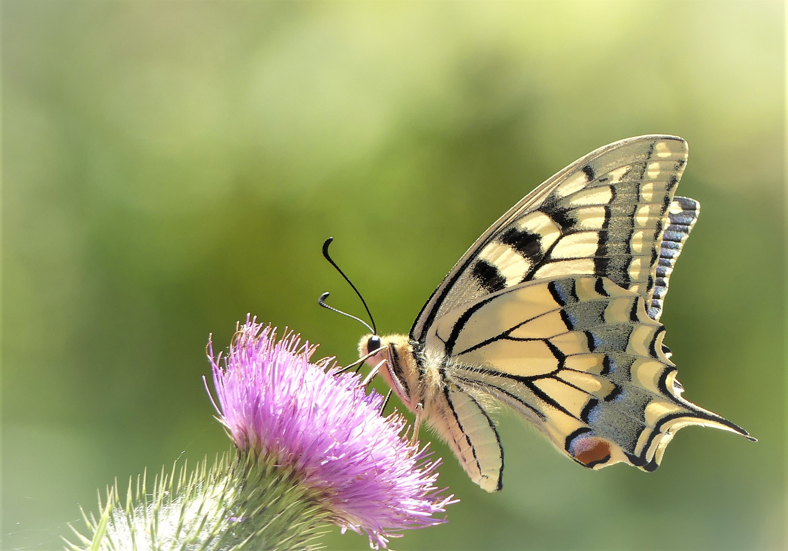 tierische Eleganz