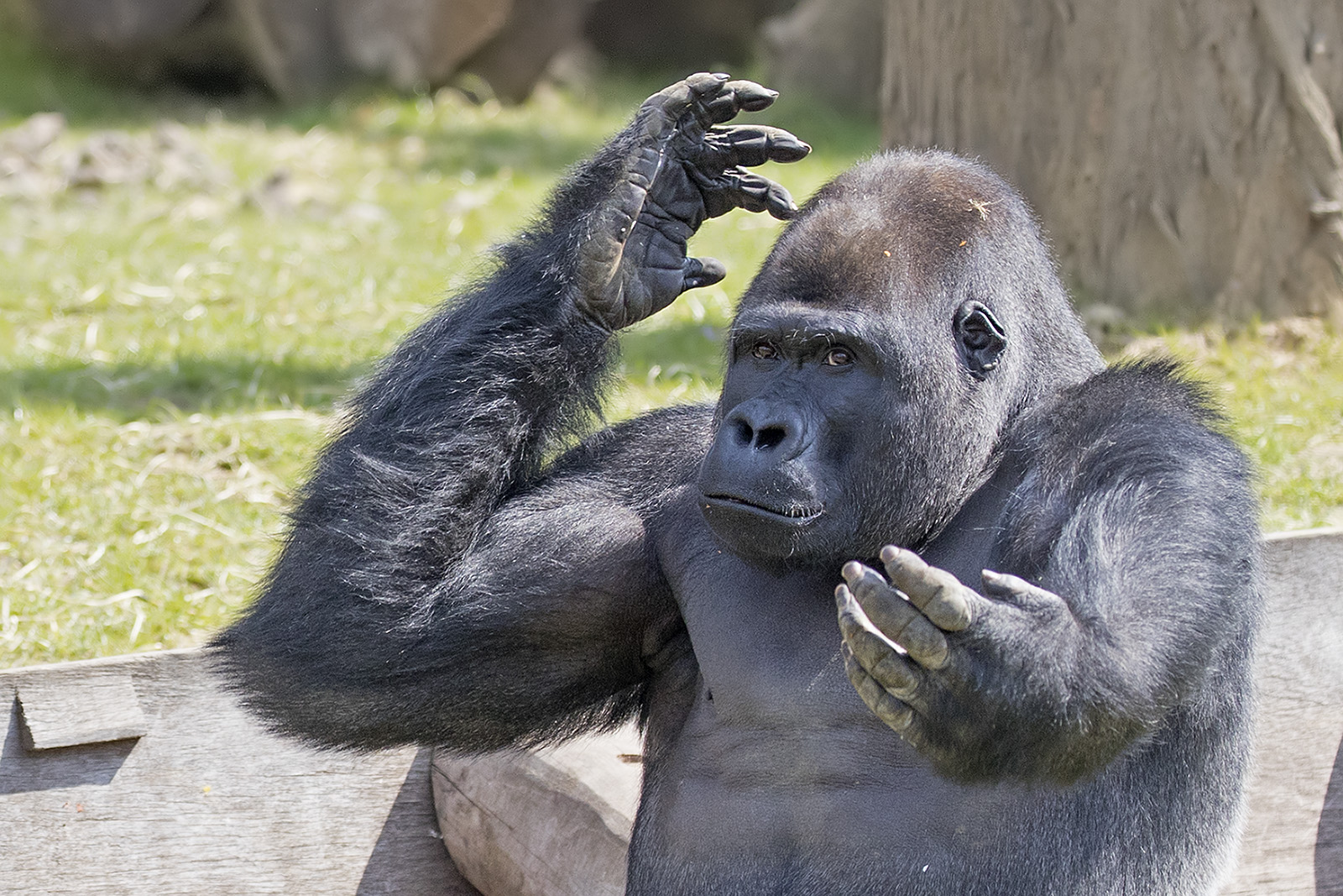 Tierische Emotionen - und doch so menschlich