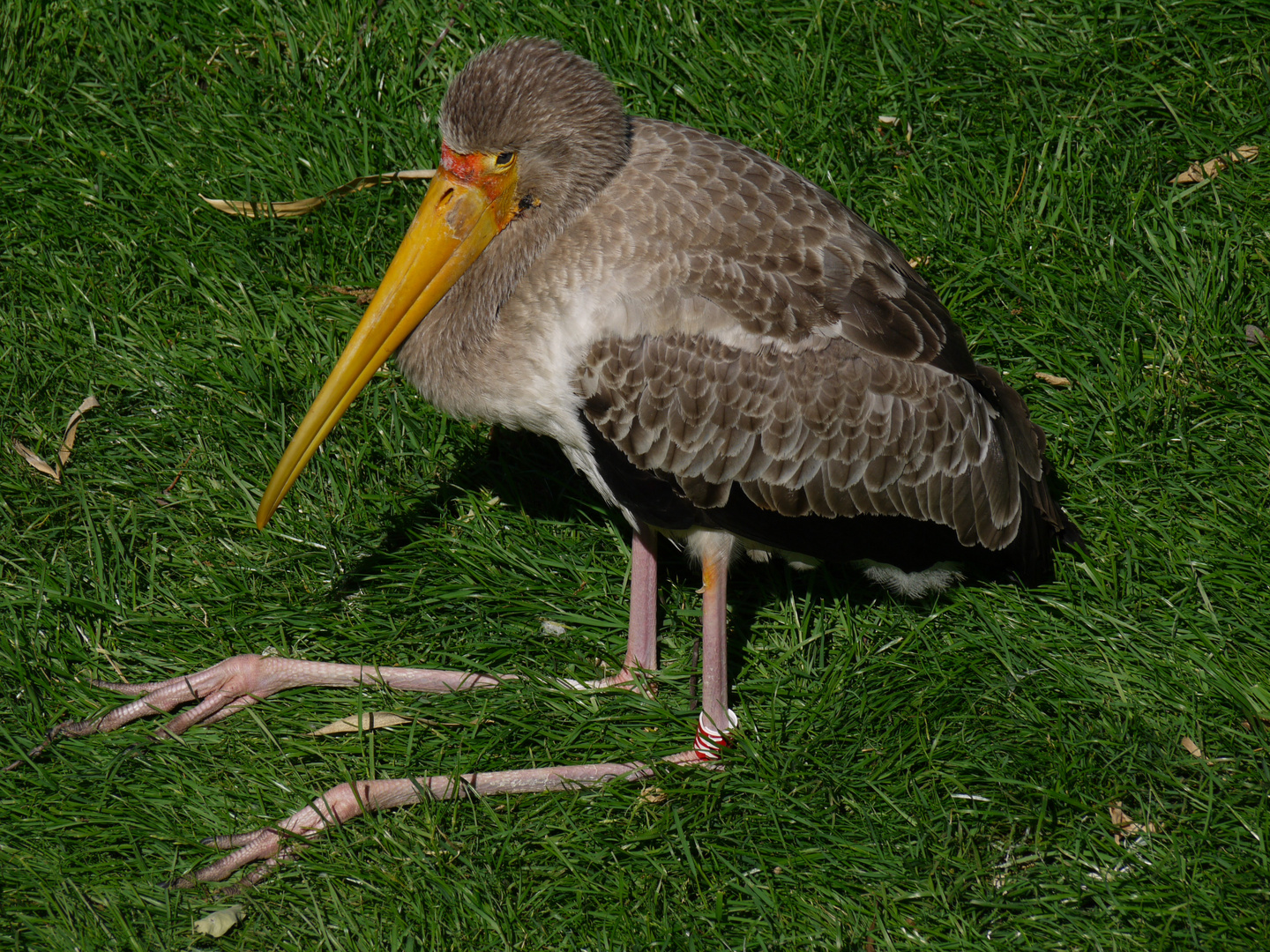 Tierische Entspannung