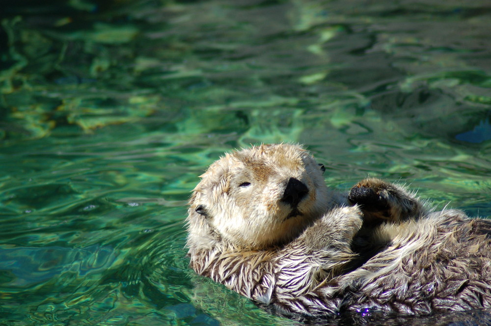 Tierische Entspannung.... von Yvonne Gommans 