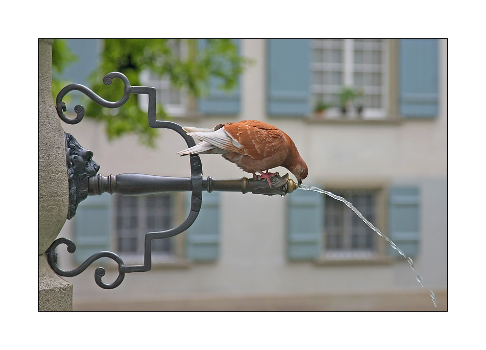 Tierische Erfrischung