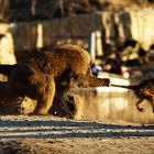 tierische Erziehung