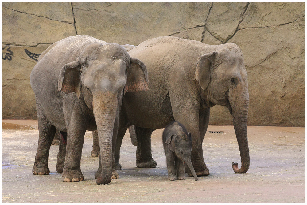 Tierische Familie