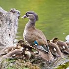 Tierische Familie