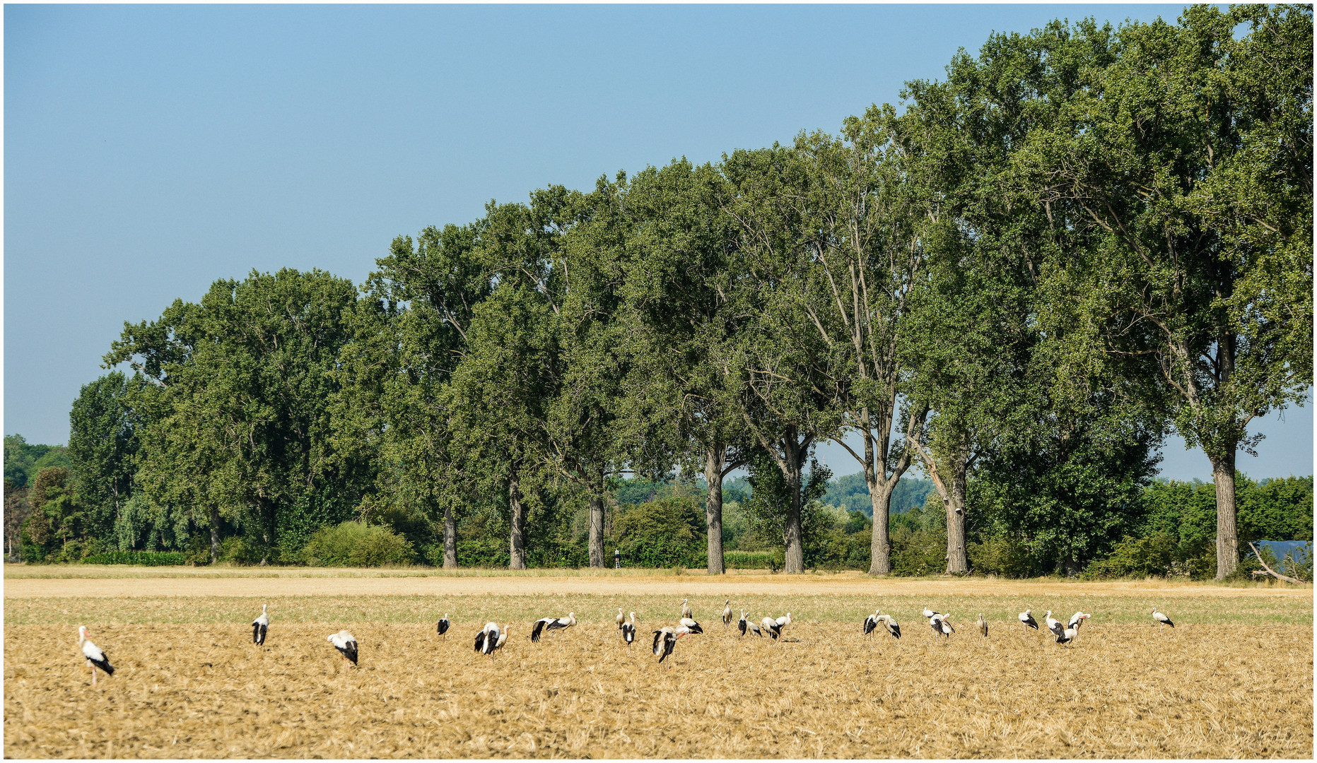 Tierische Feldarbeiter im Einsatz !