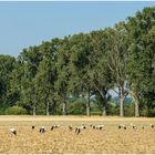 Tierische Feldarbeiter im Einsatz !