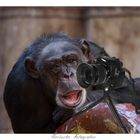 Tierische Fotografen