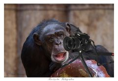 Tierische Fotografen