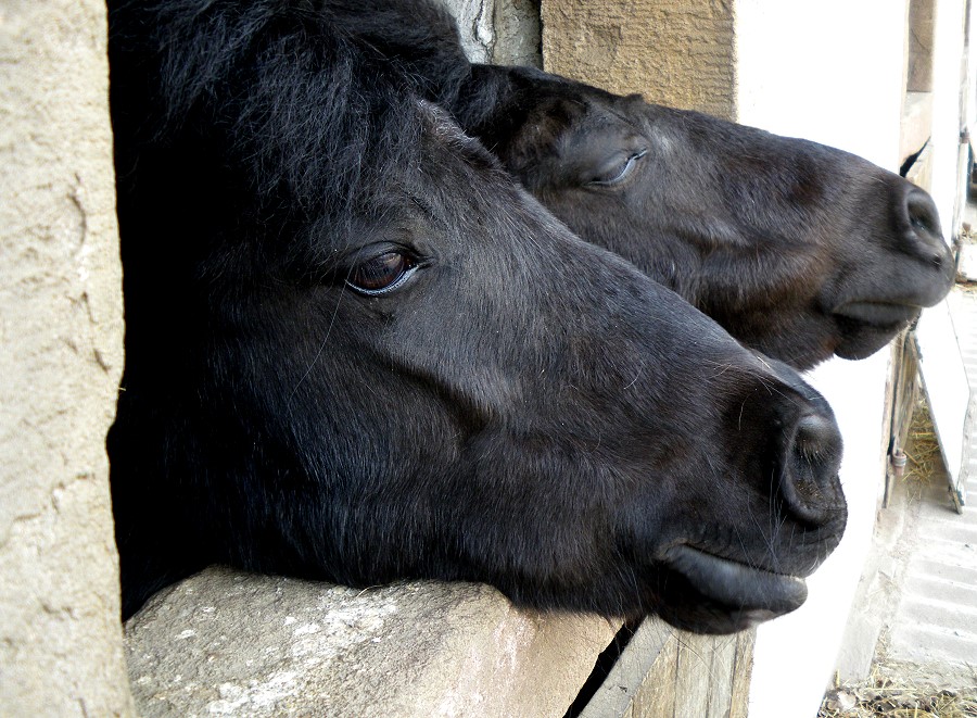 Tierische Freunde