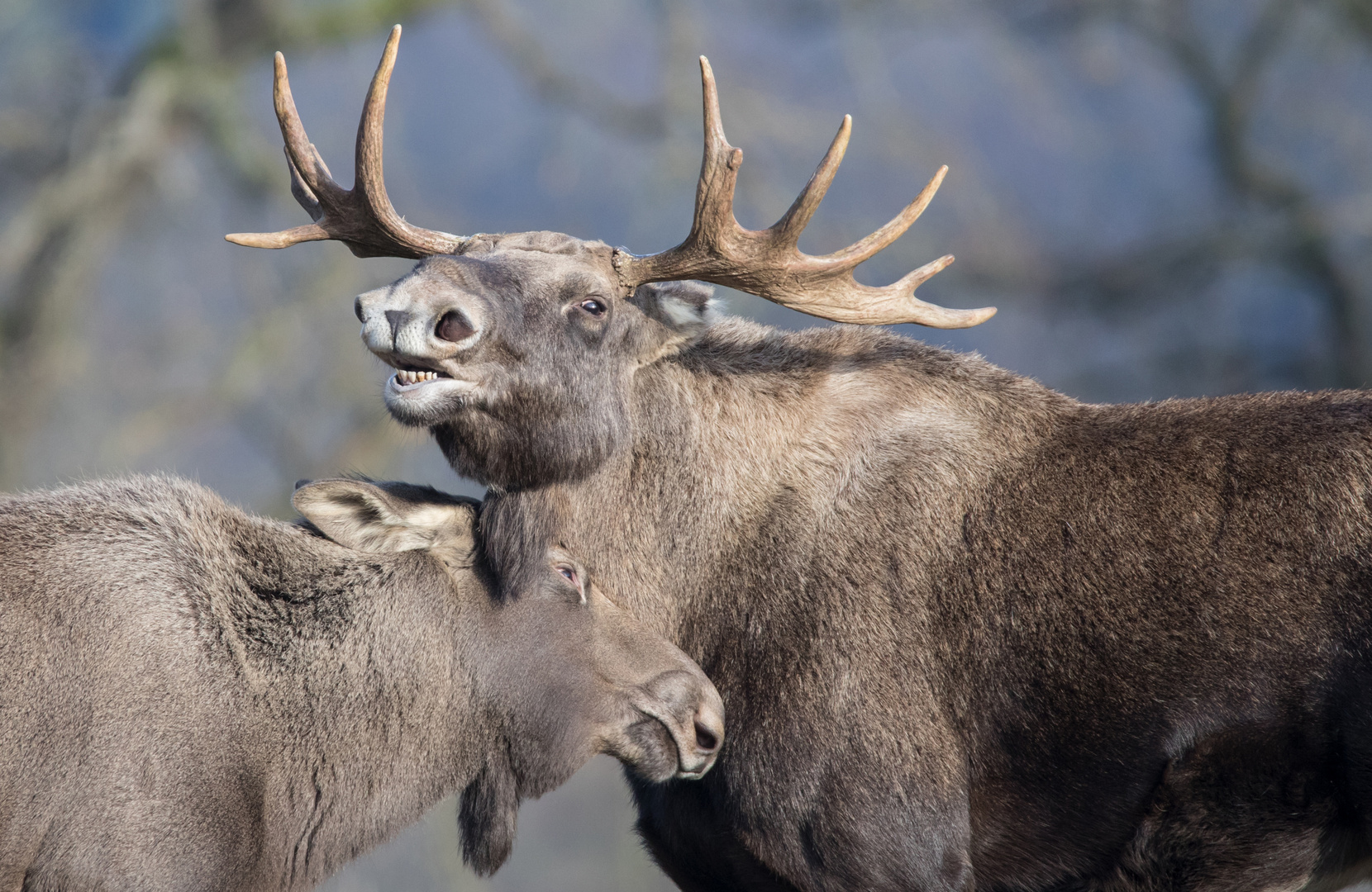 tierische Freunde Foto & Bild tiere, natur Bilder auf