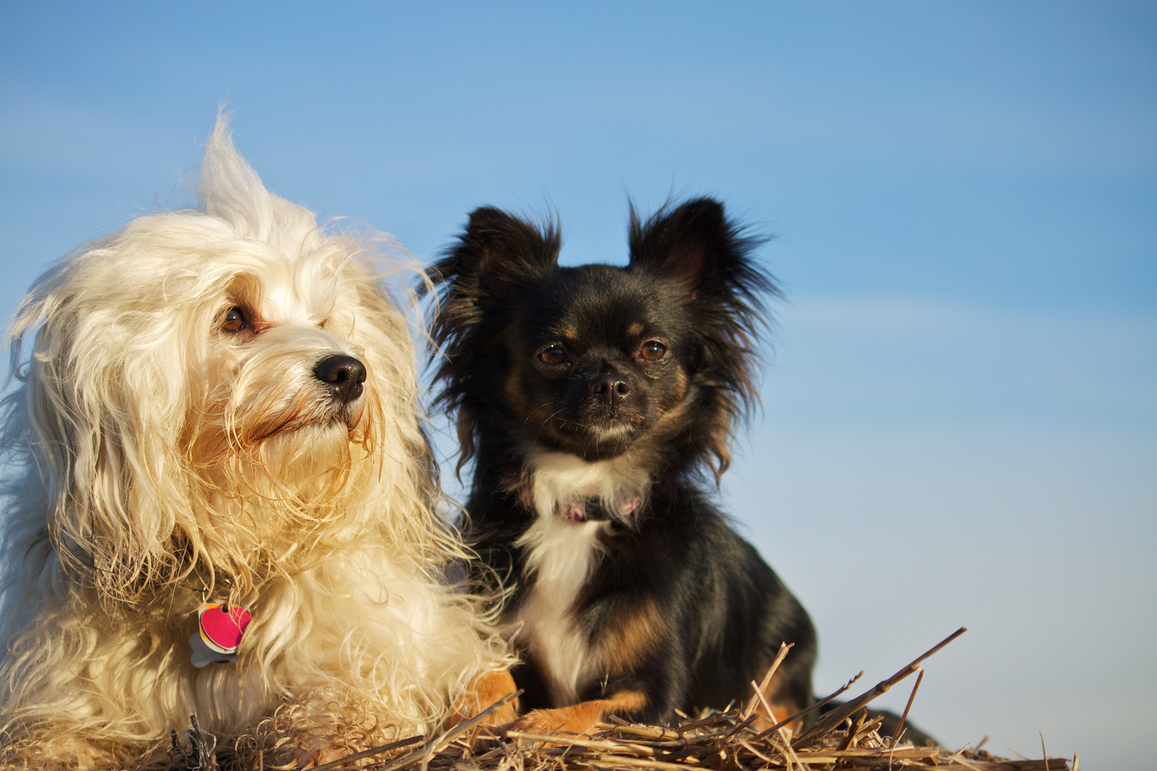 Tierische Freunde Foto & Bild tiere, haustiere, hunde Bilder auf