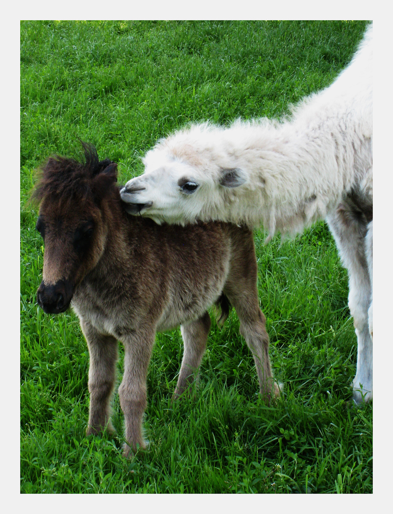 tierische Freundschaft