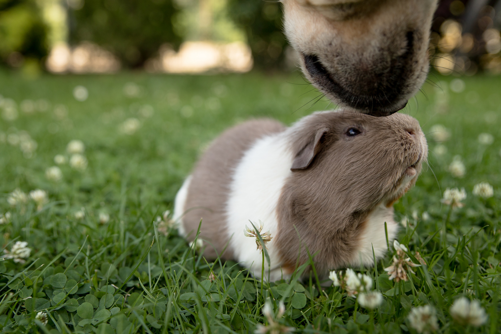 Tierische Freundschaften