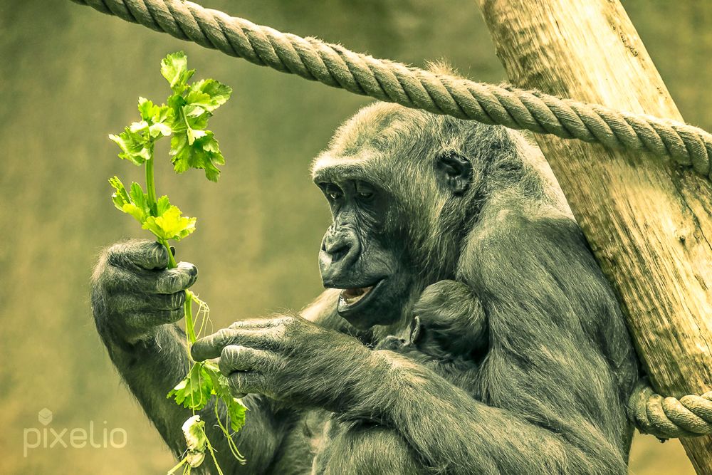 tierische Fürsorge