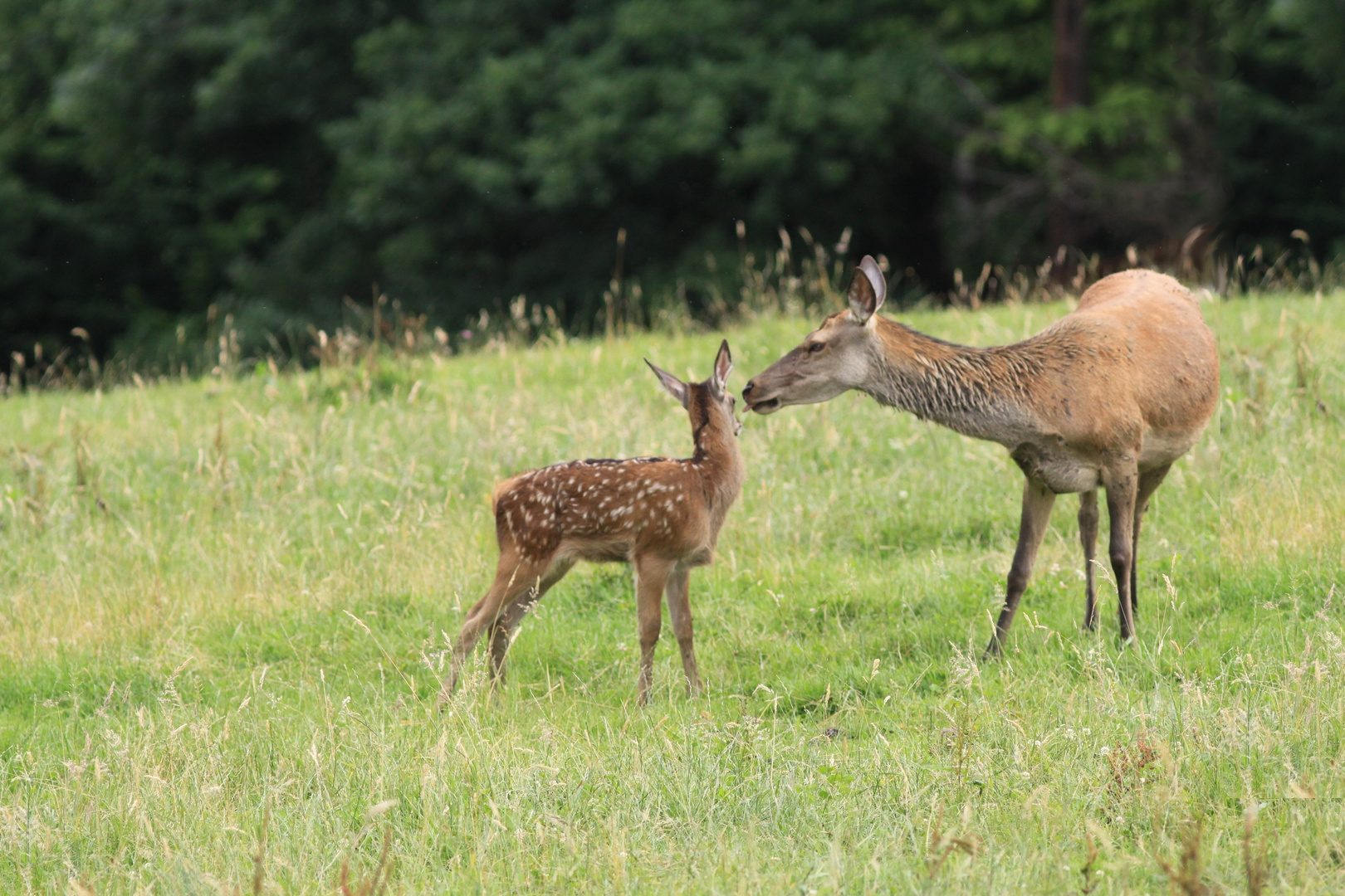 tierische Fürsorge