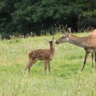 tierische Fürsorge