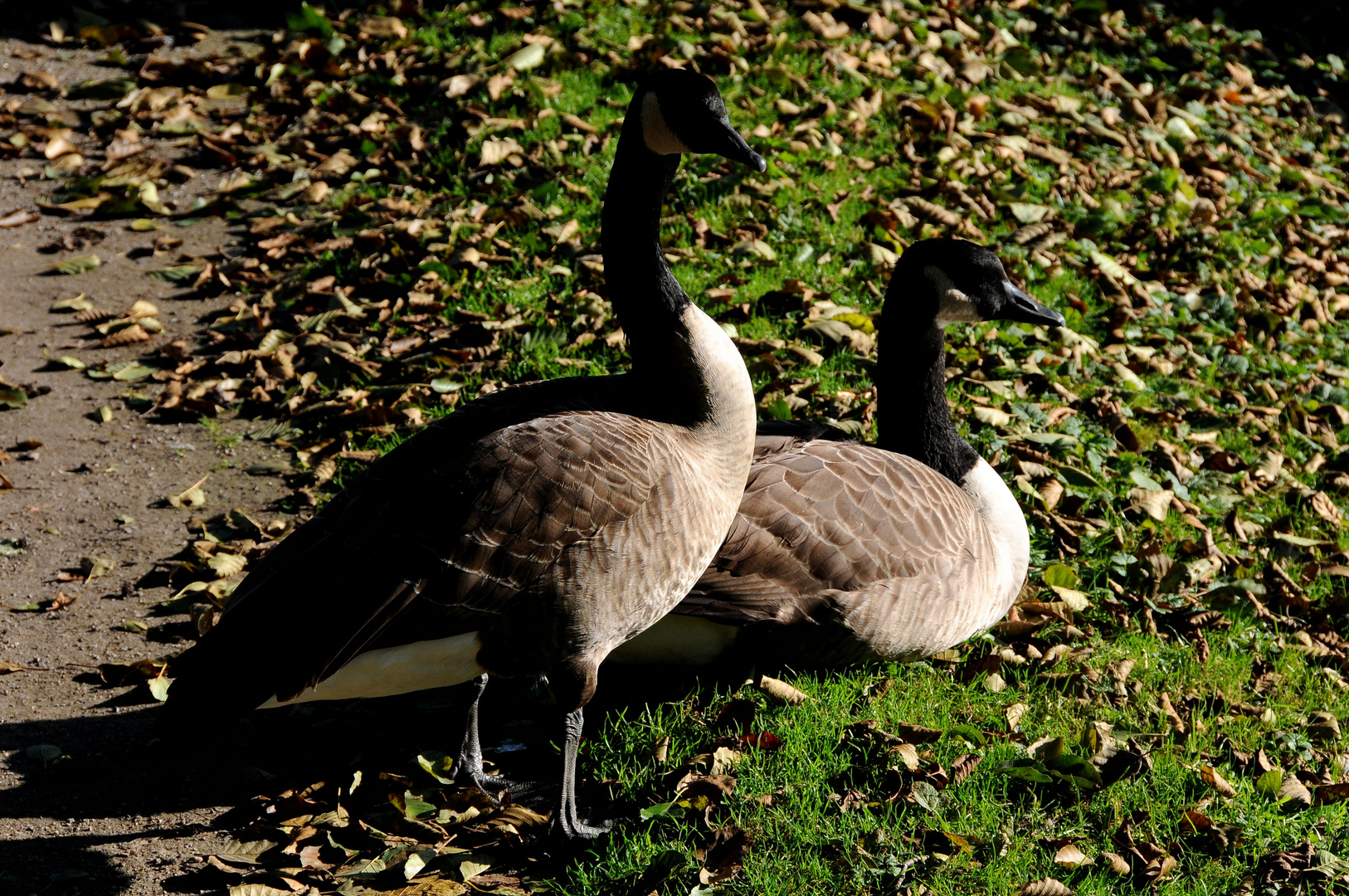 tierische (Gast-)Freundschaft