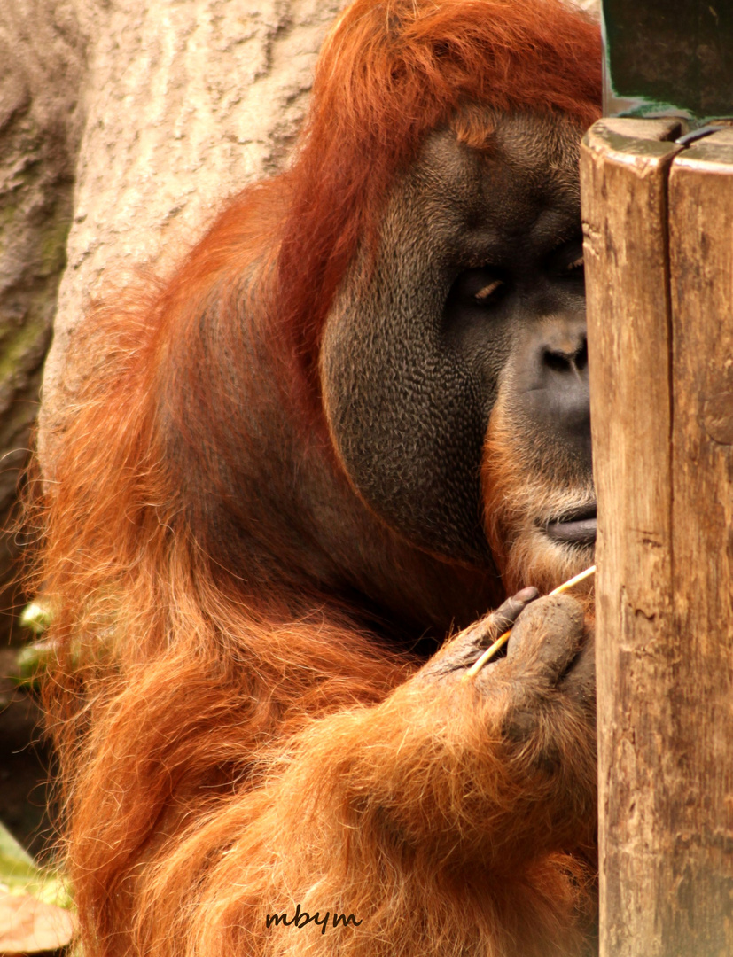 tierische Geduld