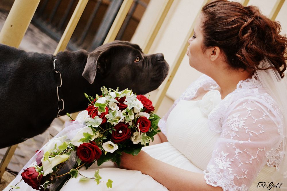 tierische Glückwünsche Foto & Bild hochzeit, hund, tier Bilder auf