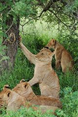 Tierische Großfamilie