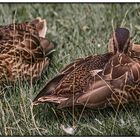 tierische Hitze in Berlin