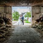 tierische hochzeit in fürth