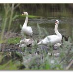 Tierische Idylle am Fluß