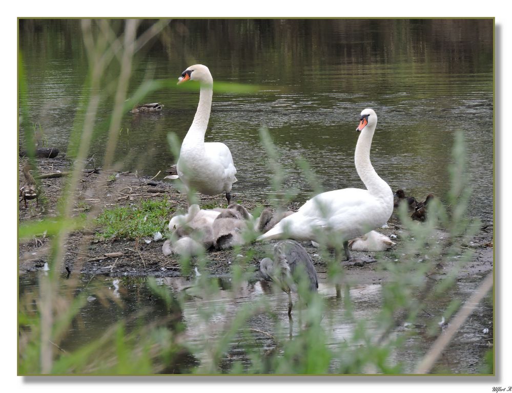 Tierische Idylle am Fluß