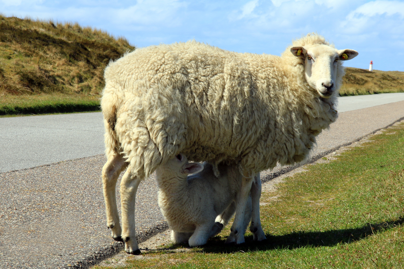 Tierische Idylle auf Sylt