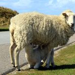 Tierische Idylle auf Sylt