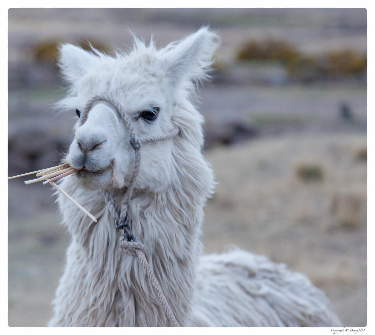 tierische Impessionen aus Peru & Bolivien (II)