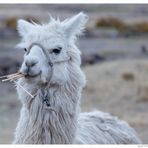 tierische Impessionen aus Peru & Bolivien (II)