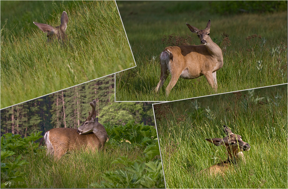 Tierische Impressionen