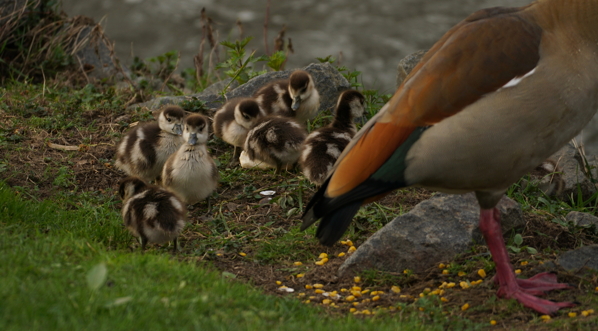 Tierische Kinderstube