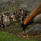 Tierische Kinderstube