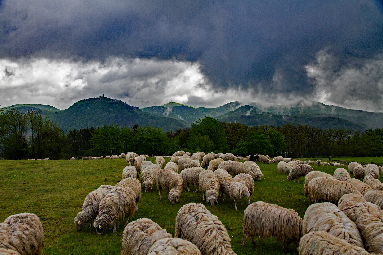 Tierische Landschaftsgärtner