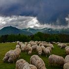 Tierische Landschaftsgärtner