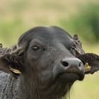 tierische Landschaftsgärtner: Wasserbüffel in den Meerbruchwiesen