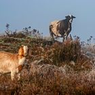 "Tierische Landschaftspfleger - 2"