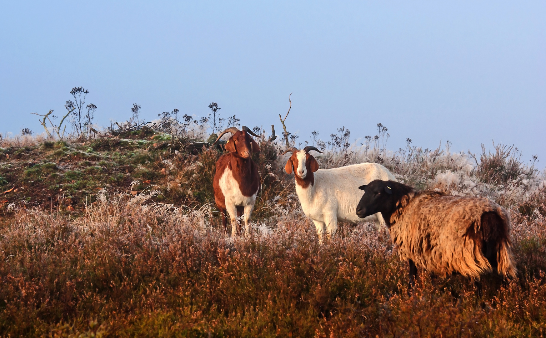 "Tierische Landschaftspfleger"