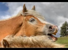 Tierische Lebensfreude