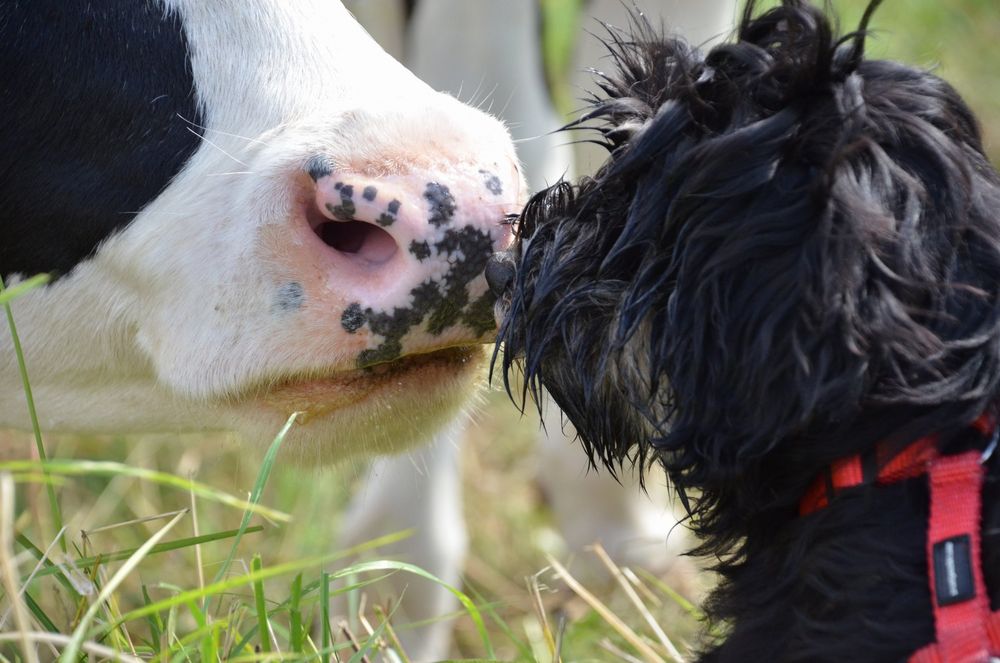 Tierische Liebe