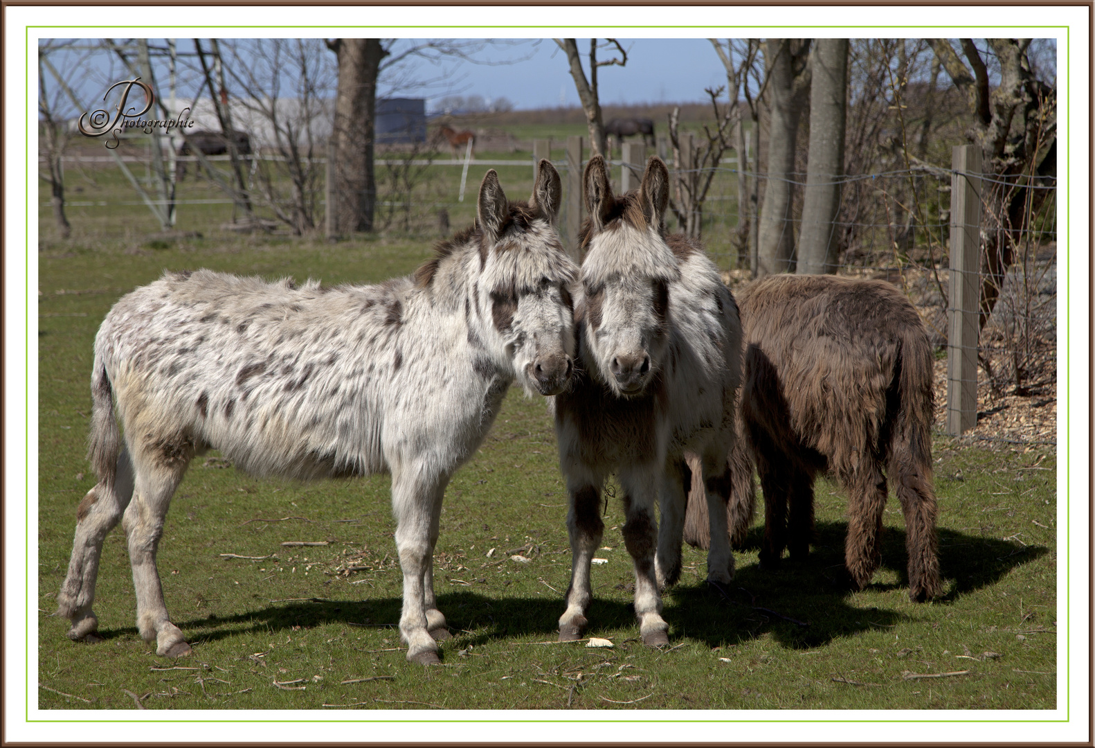 Tierische Liebe...