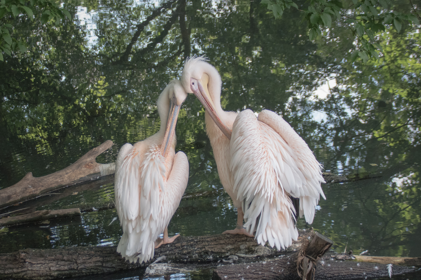 Tierische Liebe